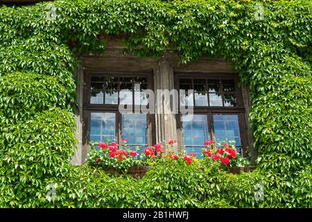 Vieille fenêtre entourée de plantes ivy. Banque D'Images