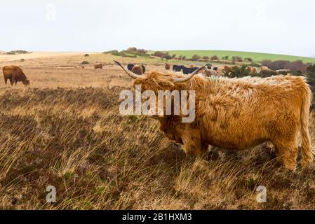 Les bovins de montagne à longues hornes sont libres sur Wilmersham commune, près de Dunkery Beacon, une partie du parc national Exmoor à Somerset, Angleterre, Royaume-Uni Banque D'Images