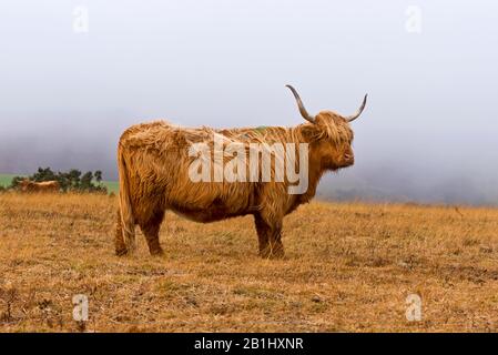 Les bovins de montagne à longues hornes sont libres sur Wilmersham commune, près de Dunkery Beacon, une partie du parc national Exmoor à Somerset, Angleterre, Royaume-Uni Banque D'Images