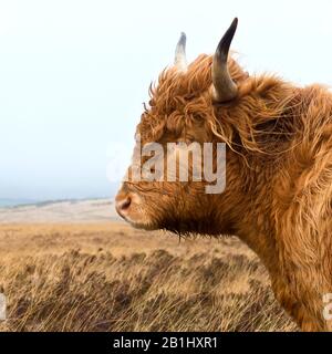 Les bovins de montagne à longues hornes sont libres sur Wilmersham commune, près de Dunkery Beacon, une partie du parc national Exmoor à Somerset, Angleterre, Royaume-Uni Banque D'Images