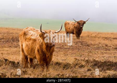 Les bovins de montagne à longues hornes sont libres sur Wilmersham commune, près de Dunkery Beacon, une partie du parc national Exmoor à Somerset, Angleterre, Royaume-Uni Banque D'Images