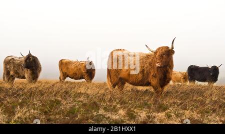 Les bovins de montagne à longues hornes sont libres sur Wilmersham commune, près de Dunkery Beacon, une partie du parc national Exmoor à Somerset, Angleterre, Royaume-Uni Banque D'Images