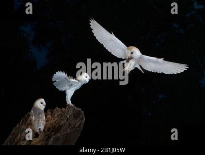 Photo de nuit de la chouette de Barn mâle atterrissage avec une souris sur une vieille souche d'arbre pour nourrir deux jeunes oiseaux de surveillance. Tyto alba Banque D'Images