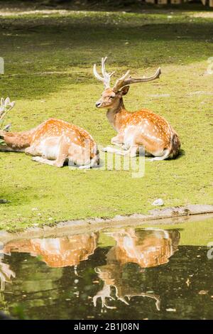 Cerf moucheté allongé sur l'herbe verte en été Banque D'Images