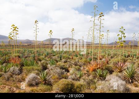 La floraison des agaves ou piteras sur Fuerteventura, Îles Canaries Banque D'Images