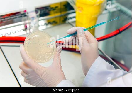 boîtes de petri, culture bactérienne des sorcières et plaques bactériophages en laboratoire biotechnologique Banque D'Images