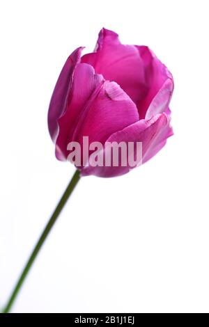 Tulipe pourpre (tulipa) closeup isolé sur un fond blanc. Banque D'Images