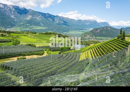 Vignes couvertes de filets dans la municipalité de Montesan, au Tyrol du Sud, en Italie. Banque D'Images