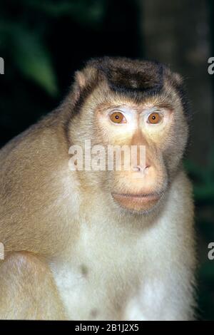 Schweinsaffe, Macaque À Queue De Cochon, (Macaca Nemestrina) Banque D'Images