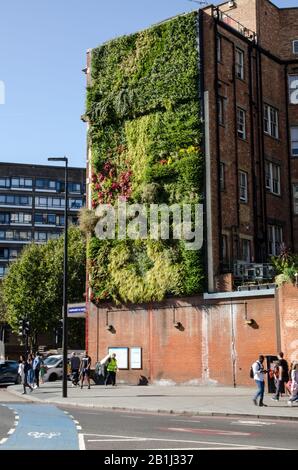 Londres, Royaume-Uni - 21 septembre 2019 : pollution empêchant les usines de pousser sur un mur vivant à l'intersection de trafic animé à Elephant and Castle à Southwark Banque D'Images