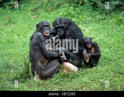 Schimpanansenfamilie, (Paniscus Pan) Banque D'Images