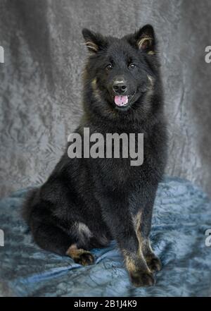 Portrait mignon de chien Photographie d'un Eurabier Banque D'Images