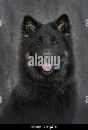 Portrait mignon de chien Photographie d'un Eurabier Banque D'Images