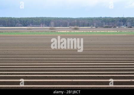 Brandebourg, Allemagne. 25 février 2020. Un champ d'asperges a été aménagé à côté de la route nationale de l' gauche 88 menant à l'Emstal. Les crêtes d'asperges ont été créées mécaniquement à l'aide d'un coupe-arête par tracteur. Après l'accumulation, les barrages sont couverts de feuille, qui a un côté blanc pour le refroidissement et un côté noir pour le chauffage. Photo: Soeren Stache/dpa-Zentralbild/ZB crédit: DPA Picture Alliance/Alay Live News Banque D'Images