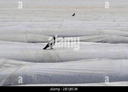 Brandebourg, Allemagne. 25 février 2020. 25 février 2020, Brandenburg, Beelitz/Ot Klaistow: Les corneilles sont assis sur la feuille couvrant le sol dans un champ de la ferme d'asperges Klaistow dans le district de Potsdam-Mittelmark. En arrière-plan vous pouvez voir l'église et les maisons du village Kanin. À Beelitz, les asperges poussent sur 1700 hectares, ce qui fait de la région la plus grande zone de culture d'asperges du Brandebourg. Photo: Soeren Stache/dpa-Zentralbild/ZB crédit: DPA Picture Alliance/Alay Live News Banque D'Images