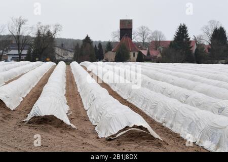 Brandebourg, Allemagne. 25 février 2020. 25 février 2020, Brandenburg, Beelitz/Ot Klaistow: Le sol dans un champ de la ferme d'asperges Klaistow dans le district de Potsdam-Mittelmark est recouvert de feuille d'aluminium. En arrière-plan vous pouvez voir l'église et les maisons du village Kanin. À Beelitz, les asperges poussent sur 1700 hectares, ce qui fait de la région la plus grande zone de culture d'asperges du Brandebourg. Photo: Soeren Stache/dpa-Zentralbild/ZB crédit: DPA Picture Alliance/Alay Live News Banque D'Images