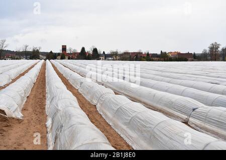 Brandebourg, Allemagne. 25 février 2020. 25 février 2020, Brandenburg, Beelitz/Ot Klaistow: Le sol dans un champ de la ferme d'asperges Klaistow dans le district de Potsdam-Mittelmark est recouvert de feuille d'aluminium. En arrière-plan vous pouvez voir l'église et les maisons du village Kanin. À Beelitz, les asperges poussent sur 1700 hectares, ce qui fait de la région la plus grande zone de culture d'asperges du Brandebourg. Photo: Soeren Stache/dpa-Zentralbild/ZB crédit: DPA Picture Alliance/Alay Live News Banque D'Images