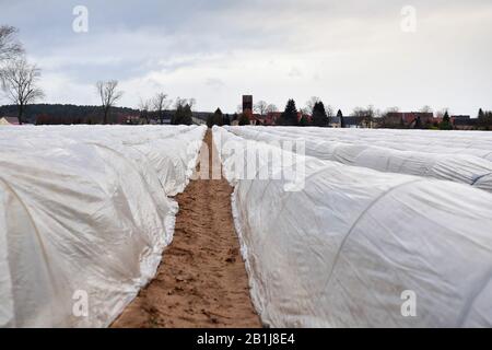 Brandebourg, Allemagne. 25 février 2020. 25 février 2020, Brandenburg, Beelitz/Ot Klaistow: Le sol dans un champ de la ferme d'asperges Klaistow dans le district de Potsdam-Mittelmark est recouvert de feuille d'aluminium. En arrière-plan vous pouvez voir l'église et les maisons du village Kanin. À Beelitz, les asperges poussent sur 1700 hectares, ce qui fait de la région la plus grande zone de culture d'asperges du Brandebourg. Photo: Soeren Stache/dpa-Zentralbild/ZB crédit: DPA Picture Alliance/Alay Live News Banque D'Images