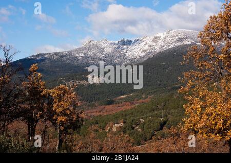 Montagne Siete Picos enneigée dans le parc national de Guadarrama avec des couleurs dorées d'un chêne en premier plan Banque D'Images