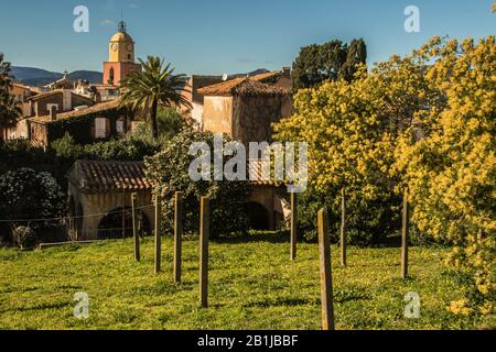 Saint Tropez, vieille blanchisserie, mimosa, tour de temple, paysage - France - Février 2020 - Credit Ilona Barna BIPHOTONEWS Banque D'Images