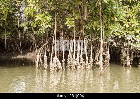 Mangrove tropicale et forêt d'huîtres dans les mangroves près de la ville de Lamin.Gambie.Afrique Banque D'Images