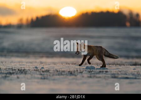 Renard rouge (Vulpes vulpes) sur un pré couvert de neige. En arrière-plan se trouve un lever de soleil sur la forêt. Lumière dorée douce.