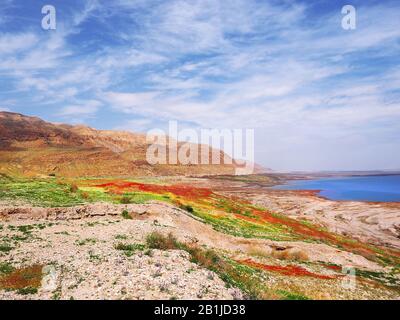 Après de fortes pluies, la rive de la mer Morte était couverte de fleurs rouges, blanches, jaunes et violettes. Beau paysage de désert fleuri. Banque D'Images