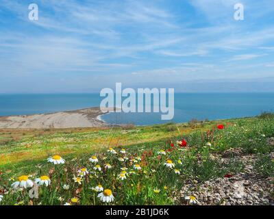 Après de fortes pluies, la rive de la mer Morte était couverte de fleurs rouges, blanches, jaunes et violettes. Beau paysage de la côte florissante. Banque D'Images