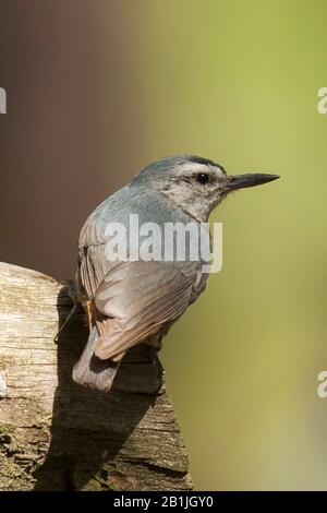 Nuthatch du krueper (Sitta krueperi), femelle perçant sur le bois mort, Turquie Banque D'Images