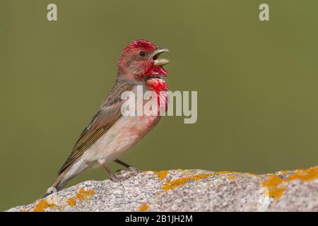 rosefinch (Carpodacus erythrinus ferghanensis, Carpodacus ferghanensis), homme chantant, Kazakhstan Banque D'Images