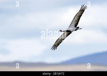 Grue Demoiselle (Anthropoides virgo), en vol, Russie, Baikal Banque D'Images