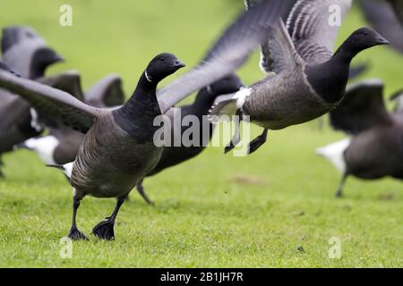 Bernache Brant (Branta bernicla bernicla, Branta bernicla), le groupe commence à partir, Allemagne Banque D'Images