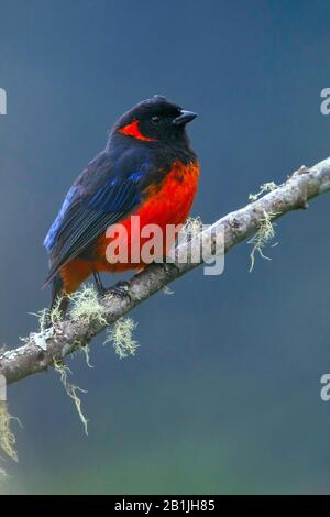 tanager de montagne à ventre écarteur (Anisognathus igniventris), sur une branche, Amérique du Sud Banque D'Images