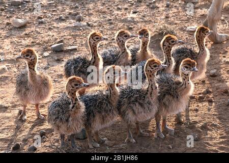 Autruche (Struthio camelus), autruche poussins, Afrique du Sud, Lowveld, Parc national Krueger Banque D'Images