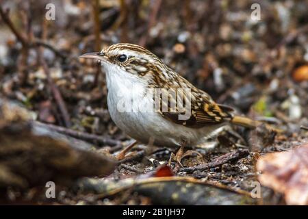 Treecreeper commun (Certhia familiaris), sur le terrain, Allemagne, Bade-Wuerttemberg Banque D'Images