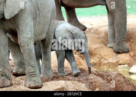 Éléphant d'Afrique (Loxodonta africana), éléphantbaby au trou d'eau, Afrique du Sud, Lowveld, Parc national Krueger Banque D'Images