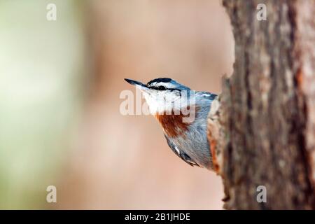 Nuthatch du krueper (Sitta krueperi), perchage masculin en bois mort, Turquie Banque D'Images