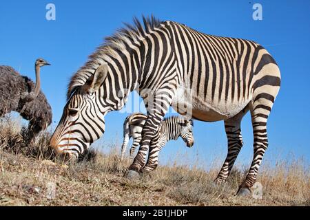 Hartmann's Mountain Zebra, Mountain Zebra (Equus zebra hartmannae), zèbre mare avec zébra foal dans la savane, autruche féminine en arrière-plan, Afrique du Sud, Lowveld, Parc national Krueger Banque D'Images