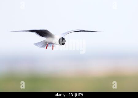 Petit crâne (Hydrocoléeus minutus, Larus minutus), en vol, Russie, Tscheljabinsk Banque D'Images