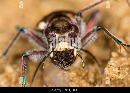 Tiger beetle dune (Cicindela hybrida), portrait, Allemagne Banque D'Images