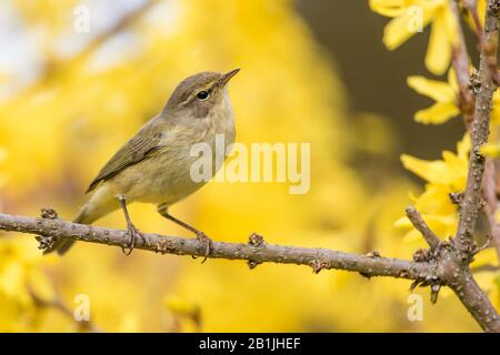 Cheffchballe (Phylloscopus collybita), assise sur Forsythia, Allemagne, Bade-Wuerttemberg Banque D'Images