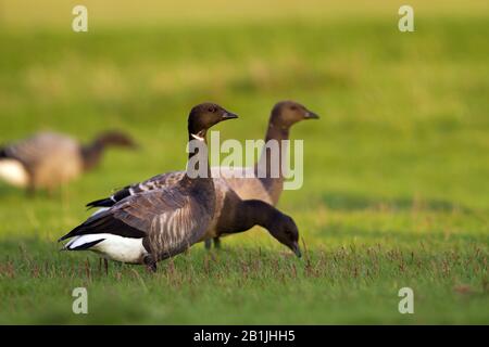 Bernache Brant (Branta bernicla bernicla, Branta bernicla), trois oies brant dans un pré, Allemagne Banque D'Images