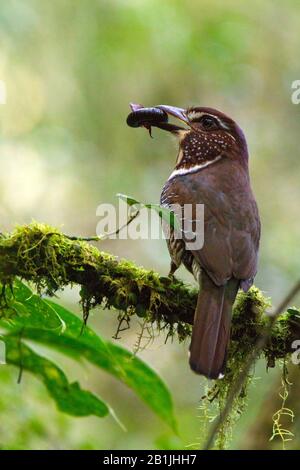 Rouleau de terre à pattes courtes (Brachypteracias leptosomus), perché sur une branche mossy avec un insecte comme proie, Madagascar Banque D'Images