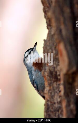 Nuthatch du krueper (Sitta krueperi), perchage masculin en bois mort, Turquie Banque D'Images