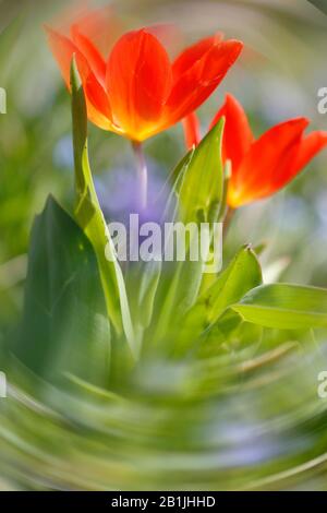 Tulipe de jardin commune (Tulipa spec.), tulipes rouges dans un pré avec aliénation Banque D'Images