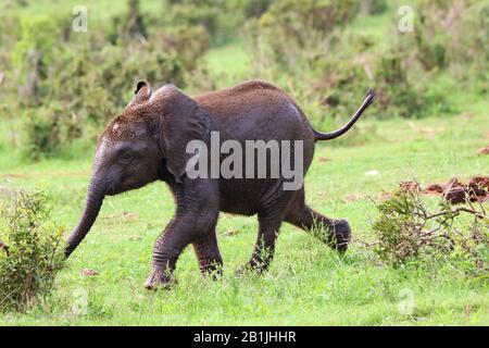 Éléphant d'Afrique (Loxodonta africana), courant éléphantbaby, Afrique du Sud, Lowveld, Parc national Krueger Banque D'Images