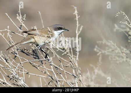 Moindre whitethroat (Sylvia curruca halimodendri), sur une succursale, Oman Banque D'Images