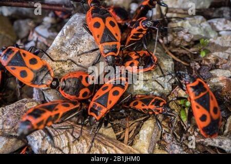 Firebug (Pyrrhocoris apterus), groupe sur terre pierreuse, Allemagne Banque D'Images