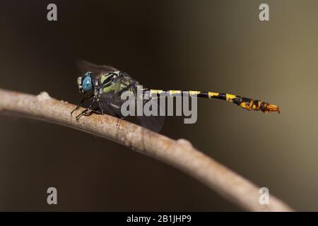 Pincertail foncé (Onychogomphus assimillis), se trouve sur une brindille, la Turquie, Mugla Banque D'Images