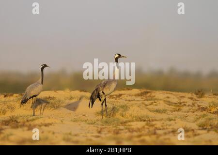 Grue de Demoiselle (Anthropoides virgo), deux grues de demoiselle dans un paysage de dunes, Oman Banque D'Images